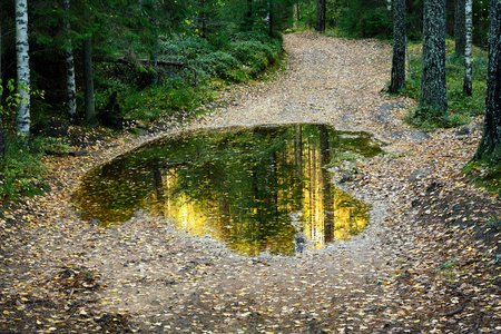Old soil road with puddle in the forest in autumnの写真素材
