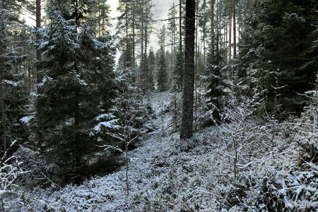 landscape of winter forest in northwest of Russiaの写真素材
