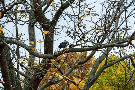 raven on top of a autumn tree in gray day in forest