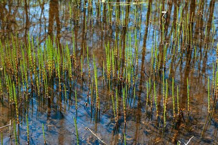 green swamp grass (marsh horsetail) in the water with reflections of the skyの写真素材