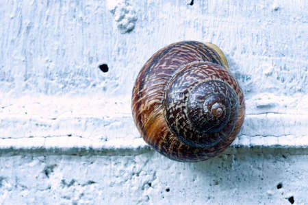 cose up of snail isolated on white wall