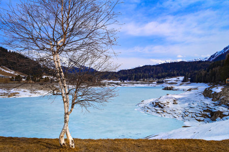 Lone tree in winter with frozen Davos Lake in the backgroundの写真素材
