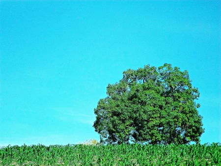 Photo of tree on blue sky background.の写真素材