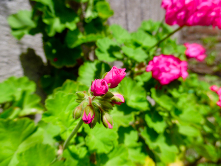 Pink flowers