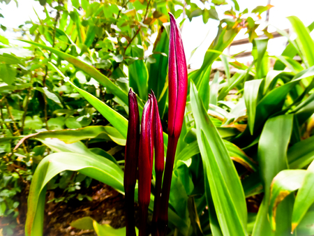 Purple flower among the leaves background.の写真素材