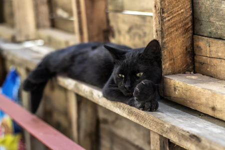 sunday catの写真素材