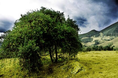 tree and nature - tree and natureのeditorial素材