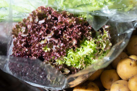 fresh packed green lettuce leaves