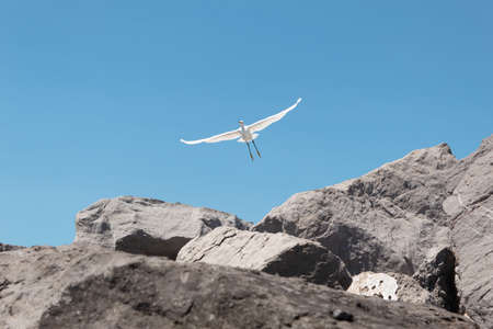 Seagull taking flight with blue sky in the background and rocks in the foregroundの写真素材