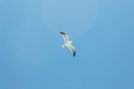 A seagull flying with the blue sky in the backgroundの写真素材