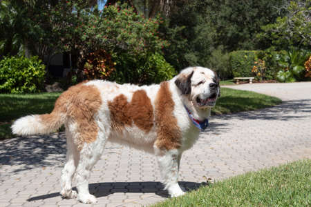 Large Saint Bernard dog on a sunny day with lots of greenery aroundの写真素材