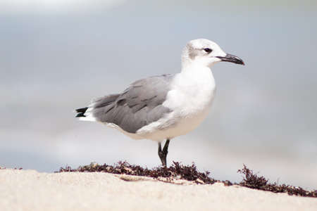A seagull standing in profile on sand with the sea out of focus in the background