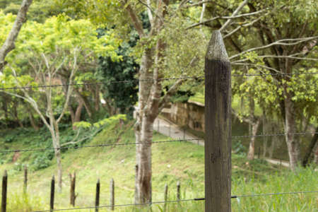 A stake part of a fence with lots of vegetation in the background on a sunny dayの写真素材