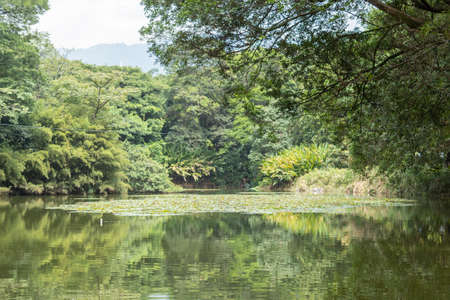 Beautiful scenery of a forest lake during a sunny dayの写真素材