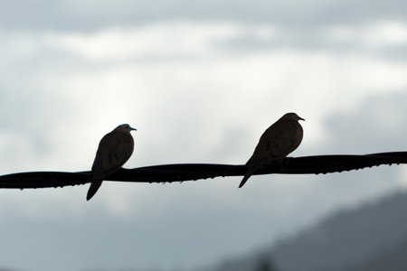 A backlight of two birds perched on an electrical wire on a rainy dayの写真素材