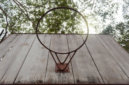 Large green mangoes on a tree with vegetation in the backgroundの写真素材