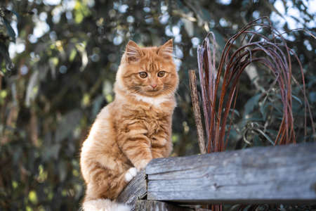 Cute little kitten