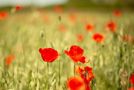 Poppy field with unfocused backgroundの写真素材