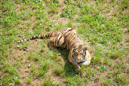 Tiger in defense position, staring at a pointの写真素材