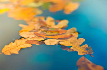 Colorful autumn leaves in blue waterの写真素材