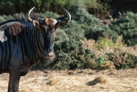 Wildebeest looking at the cameraの写真素材