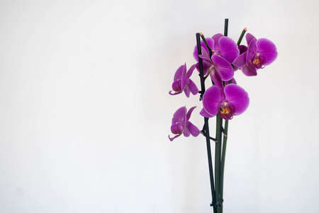 orchid with white backgroundの写真素材