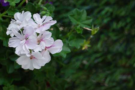Garden flowers in summer (Pelargonium Peltatum)の写真素材