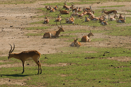 Antelopes resting in the savannahの写真素材