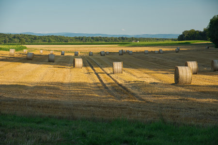 Harvested field with straw bales on sunny summer day.の写真素材