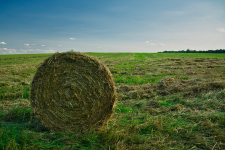 Hay bales in the field on a sunny day. Agricultural landscapeの写真素材
