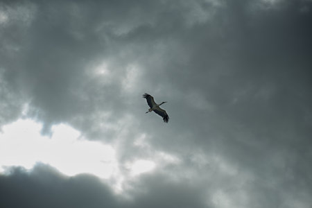 The flight of the storkの写真素材
