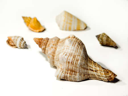 Sea shells
