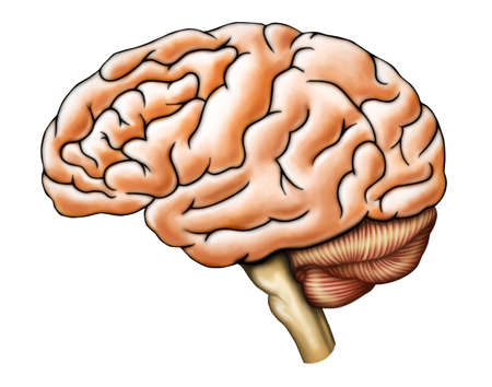 Human brain anatomy, side view. Digital illustration.