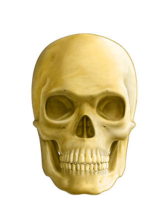 Human skull, front view. Digital illustrationの写真素材