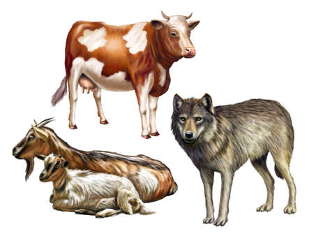 Wolf, cow and goats. Farm animals, original digital illustrationの写真素材