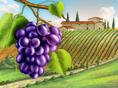 Black grapes with a nice rural landscape on background. Digital illustration.の写真素材