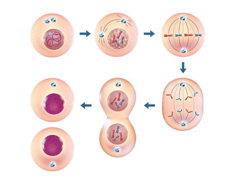 Various steps of cellular division. 3D illustration.の写真素材