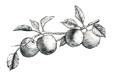 Some ripe apples dangling gracefully from a leafy tree branch. Traditional ink illustration on paper.の写真素材