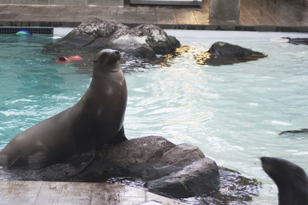 A seal sitting on a rock in a tank at an aquarium.の写真素材