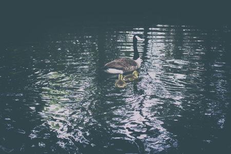 A retro photo of a family of geese swimming in the water.
