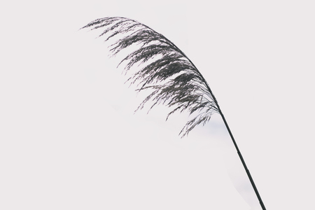 An isolated blade of sea grass on a white background.の写真素材