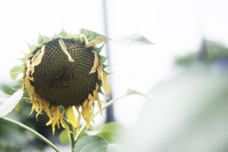 A large summer sunflower wilting in the summer heat.の写真素材