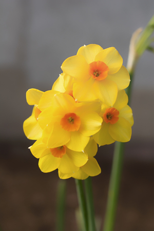 close up of a group of a colorful blossoming daffodils.の写真素材