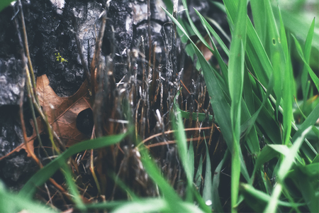A close up of a brown leaf in nature in the fall.の写真素材