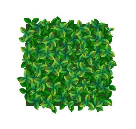 Vector square vertical garden or green wall with decorative green foliage, close-up on a white backgroundのイラスト素材
