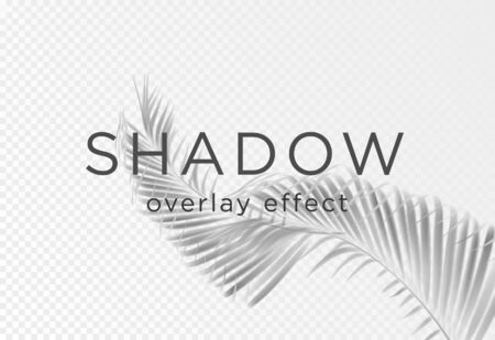 Shadow overlay effect. Transparent soft light and shadows from plant branches, palm leaves and foliage. Mock up of transparent shadow overlay effect and natural lightning. Vectorのイラスト素材