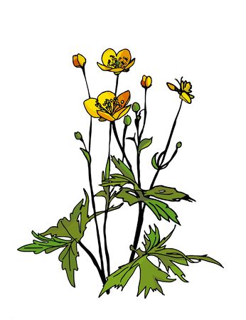 Hand drawn buttercup flower, vectorのイラスト素材