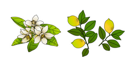 Set of illustrations of lemons. Handmade vector drawing of blooming and ripe lemons on a tree branch with green leaves on a white background for your design.のイラスト素材