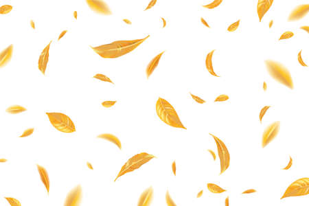 Falling flying autumn leaves background. Realistic autumn yellow leaves on a white background. autumn sale background. vector illustrationのイラスト素材