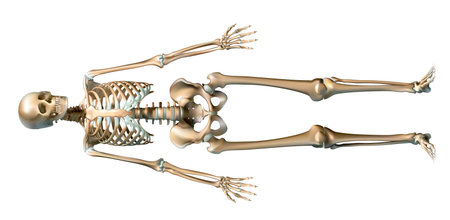 human skeleton in front. Vector. Drawn in great detail and time consuming. Technique mesh.